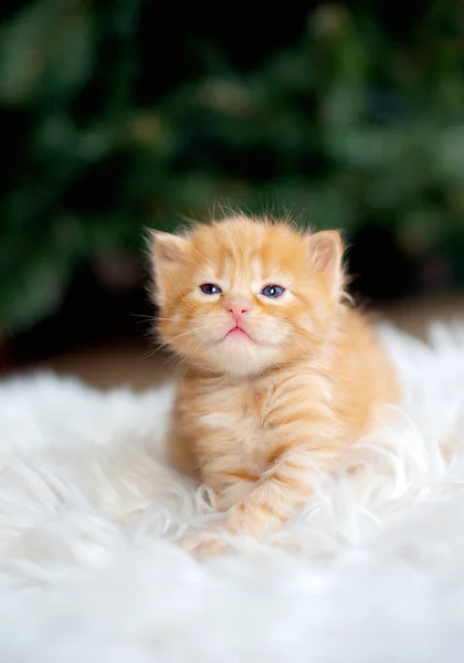 Little Ginger Kitten White Blanket Kitty — Stock Photo, Image