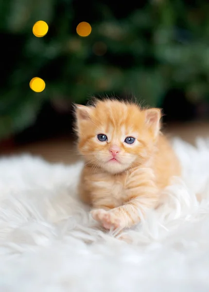 귀여운 고양이가 — 스톡 사진