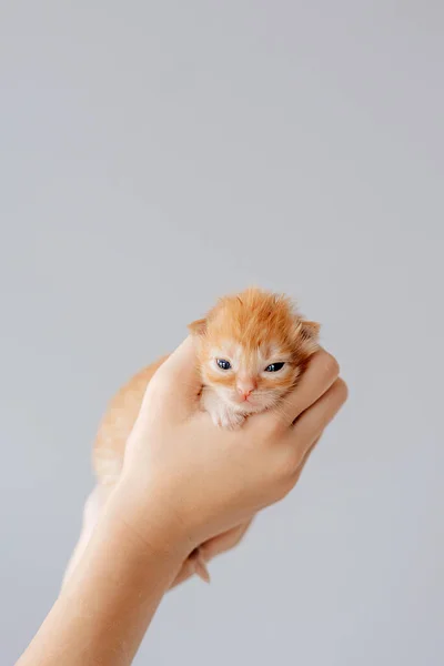 Adorável Gatinho Recém Nascido Dormindo Mãos — Fotografia de Stock