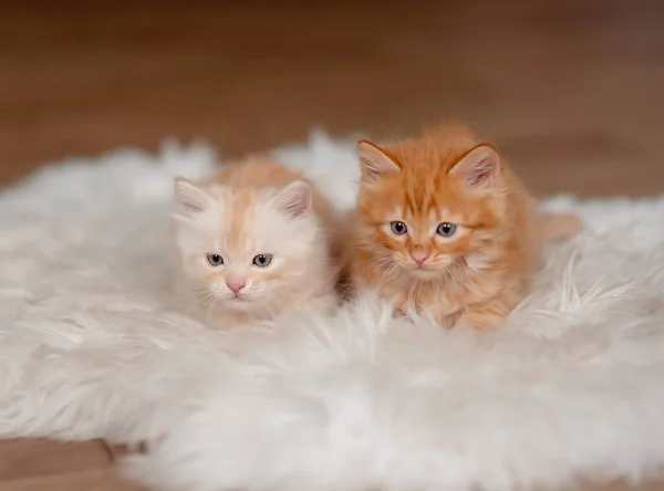 Dwa Małe Rude Urocze Kociaki Domu Zwierzęta Domowe — Zdjęcie stockowe