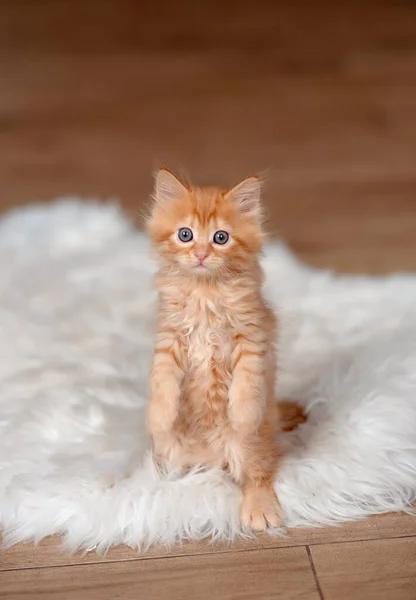 毛茸茸的生姜猫看着相机 — 图库照片