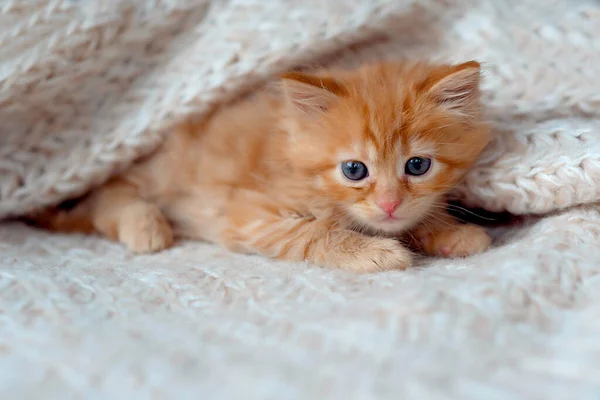 Fluffy Ginger Kitten Looking Camera — Stock Photo, Image