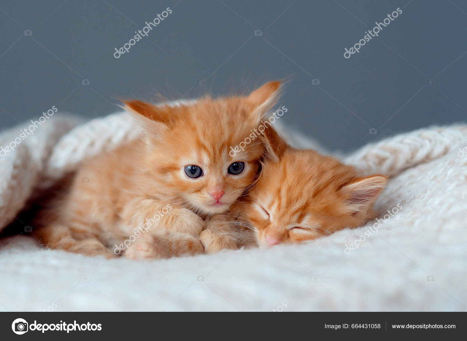 Søte Kattunger Sover Myke Tepper Portrett Nydelige Rødhårede Stripete  Kattunger – stockfoto © kokoshay #664431058, image size:1600x1168