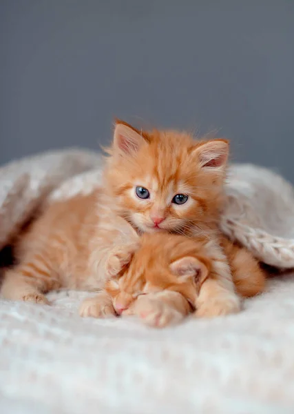 Twee Schattige Kittens Slapen Pluizige Deken Portret Van Mooie Gember — Stockfoto