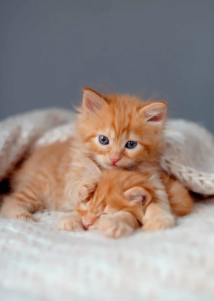 Dois Gatinhos Bonitos Dormem Cobertor Fofo Retrato Belo Gengibre Fofo — Fotografia de Stock