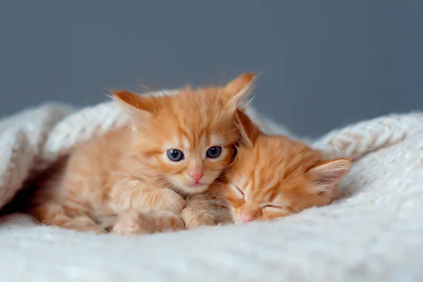 ふわふわの毛布の上で2匹のかわいい子猫が眠る 美しい生姜ふわふわストライプのタビー子猫の肖像 動物の赤ちゃん猫はベッドに横たわっています — ストック写真