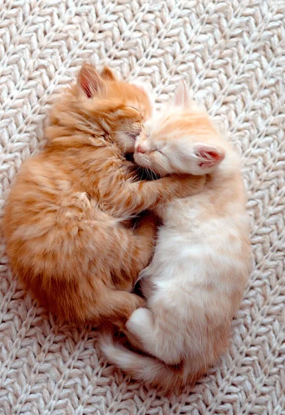 Dwa Słodkie Kociaki Śpią Puszystym Kocu Portret Pięknych Rudych Puszystych — Zdjęcie stockowe