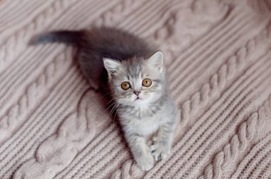 Güzel, kabarık çizgili tekir kedi portresi. Küçük meraklı kedi yavrusu battaniyenin üzerine uzanmış kameraya bakıyor..