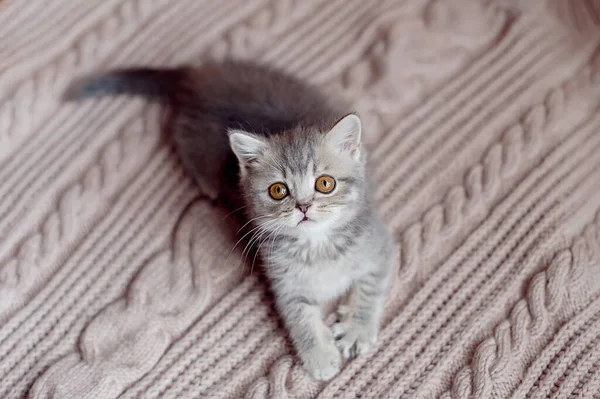 美丽毛茸茸 条纹斑斑的小猫的画像 好奇的小猫躺在毛毯上看着相机 — 图库照片