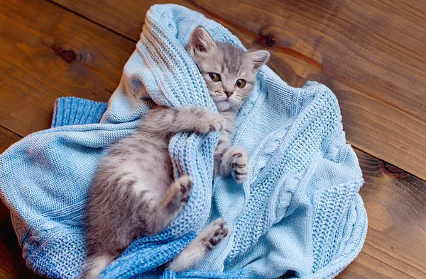 灰胖胖的小猫在睡觉 美丽的毛茸茸的带条纹的小猫咪的肖像 动物幼猫躺在床上 — 图库照片