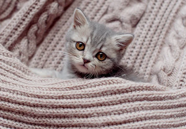 Portrait Von Schönen Flauschig Gestreiften Gestromten Kätzchen Kleine Neugierige Kätzchen — Stockfoto