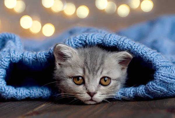 灰胖胖的小猫在睡觉 美丽的毛茸茸的带条纹的小猫咪的肖像 动物幼猫躺在床上 — 图库照片