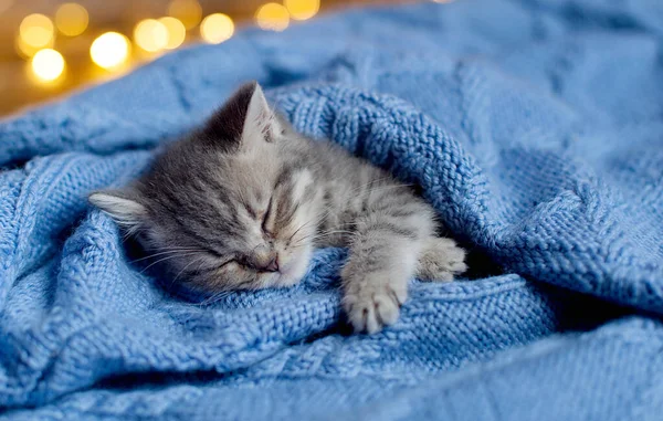 グレーのタビー子猫が眠る 美しいふわふわストライプのタビー子猫の肖像 動物の赤ちゃん猫はベッドに横たわっています — ストック写真