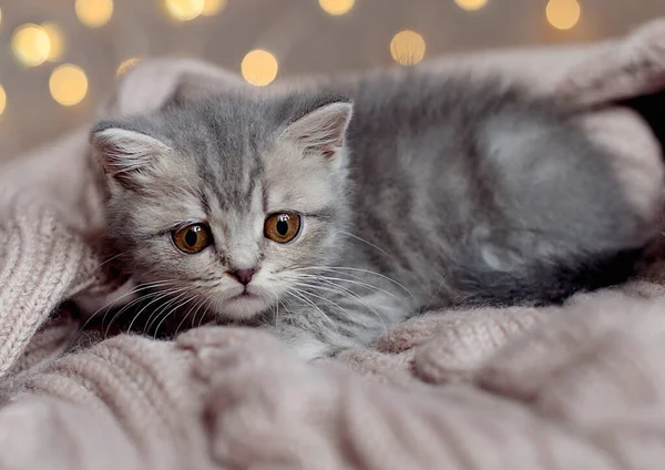 美丽毛茸茸 条纹斑斑的小猫的画像 好奇的小猫躺在毛毯上看着相机 — 图库照片