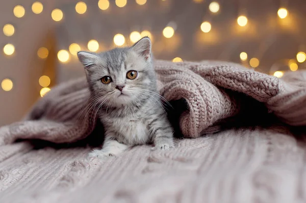 귀여운 줄무늬 테이블 고양이의 호기심 고양이가 카메라를 — 스톡 사진