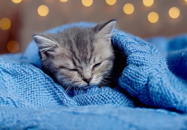 美しいふわふわストライプのタビー子猫の肖像 毛布の上に横たわる少し好奇心子猫 — ストック写真
