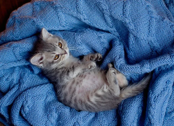 Ritratto Bel Peloso Gattino Tabby Strisce Piccolo Gattino Curioso Sdraiato — Foto Stock