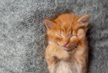 Battaniyenin üzerinde uyuyan sevimli kızıl kedi yavrusu. Kedi istirahatı yatakta kestiriyor. Rahat bir evde uyuyan evcil hayvan. Kopyalama alanı olan üst görünüm web pankartı