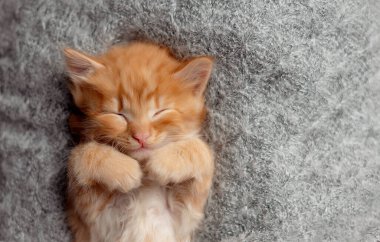 Battaniyenin üzerinde uyuyan sevimli kızıl kedi yavrusu. Kedi istirahatı yatakta kestiriyor. Rahat bir evde uyuyan evcil hayvan. Kopyalama alanı olan üst görünüm web pankartı