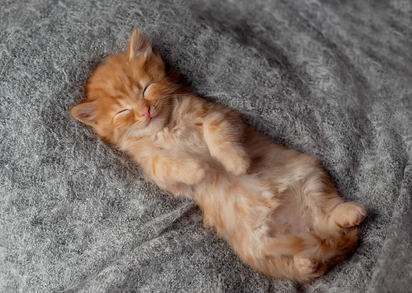 Słodki Rudy Kotek Śpiący Kocu Kot Śpi Łóżku Wygodny Zwierzak — Zdjęcie stockowe