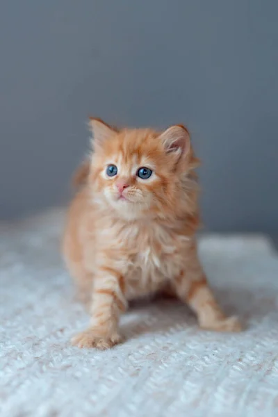 毛布にかわいいジンジャーキット 猫はベッドに腰掛けている 居心地の良い家で快適なペット — ストック写真