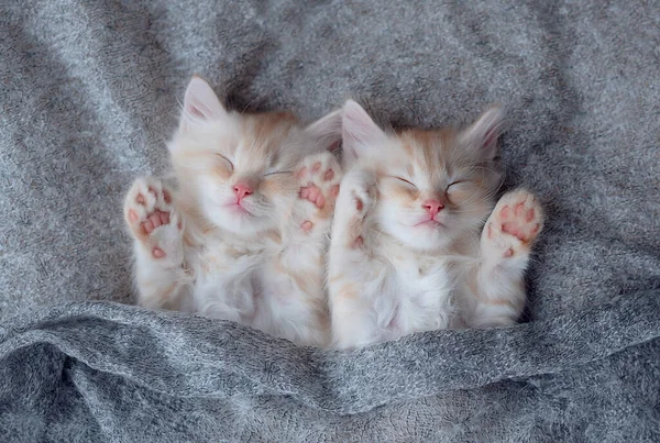 Милі Кошенята Імбиром Спить Ковдрі Коти Відпочивають Ліжку Зручний Домашній — стокове фото