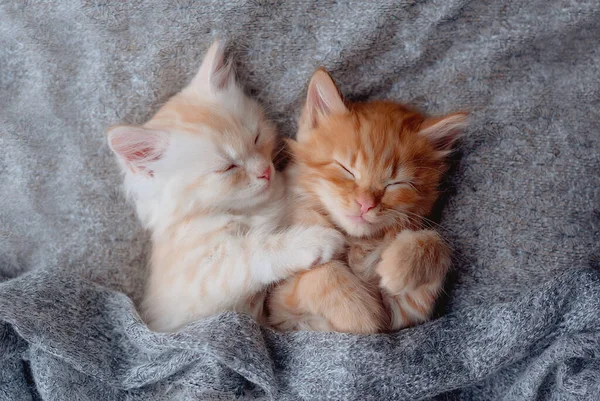 Милі Кошенята Імбиру Сплять Ковдрі Коти Відпочивають Ліжку Зручний Домашній — стокове фото