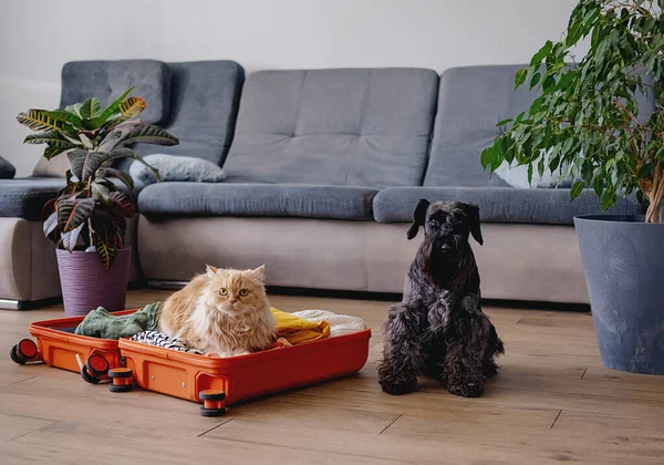 Концепция Путешествия Смешной Собакой Кошкой Сидящей Чемодане Жизнь Животными Понятие — стоковое фото