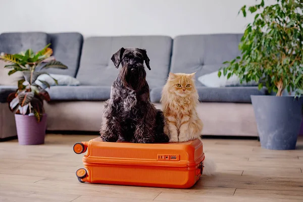 Travel Concept Funny Dog Cat Sitting Suitcase Life Animals Concept — Foto Stock