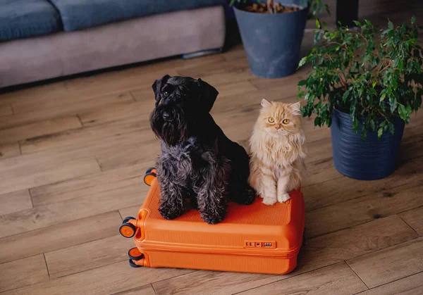 Travel Concept Funny Dog Cat Sitting Suitcase Life Animals Concept — Foto Stock
