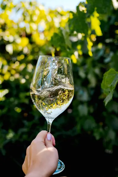 一杯清凉的冰酒俯瞰着葡萄园 — 图库照片