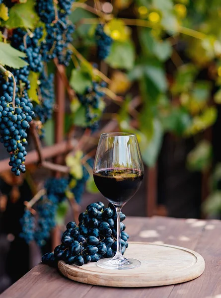 Glass Red Wine Wooden Barrel Vineyard — Stock Photo, Image