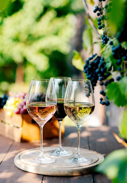 Collection Three Different Wines Glasses — Stock Photo, Image