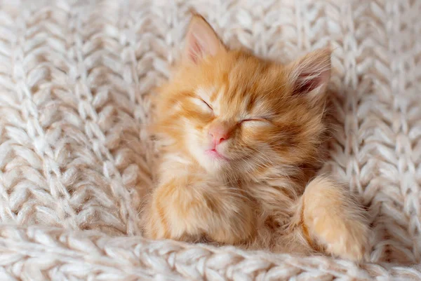 Милий Маленький Імбирний Кошеня Спить Спині Білій Якій Ковдрі — стокове фото