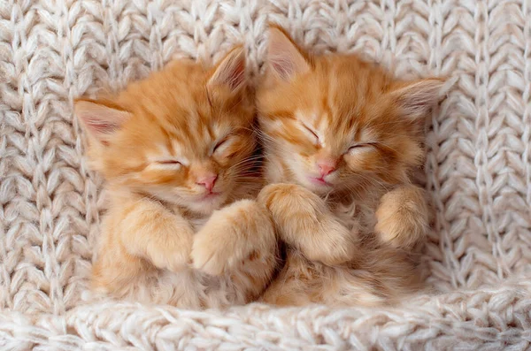 Sevimli küçük kızıl kedi yavrusu beyaz yumuşak battaniyenin üstünde uyur.
