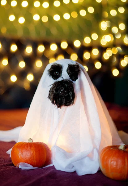 Собака Костюме Хэллоуина — стоковое фото