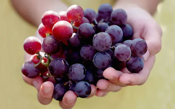 Grapes Harvest Farmers Hands Freshly Harvested Black Grapes — Stock Photo, Image