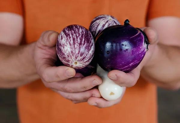 Tenant Des Aubergines Rondes Violettes Dans Ses Mains Des Légumes — Photo