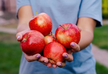 Çiftçilerin elleri taze toplanmış elmalarla.