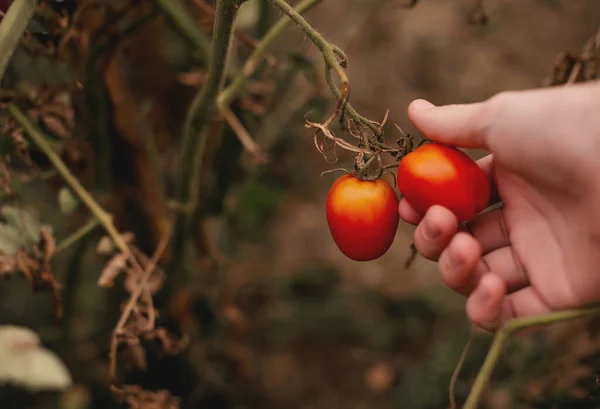 farming, gardening, agriculture, harvest and people concept - hands of senior farmer picking tomatoes at farm greenhouse
