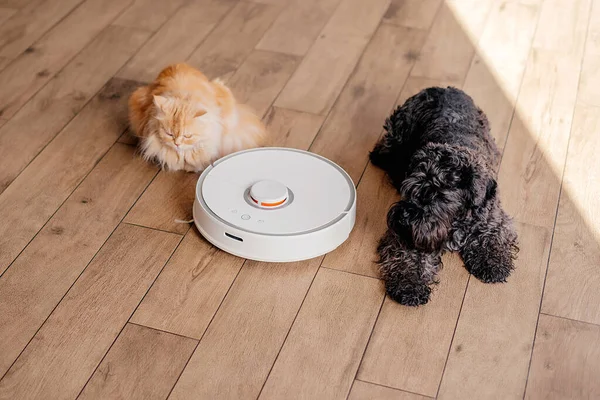 cat and dog look at vacuum cleaner