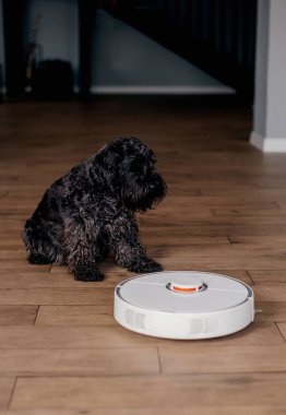 Robot elektrikli süpürgesi olan tüylü bir köpek, akıllı ev sistemi, kopyalama alanı