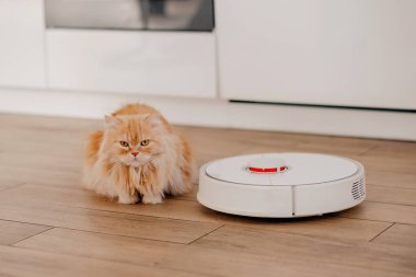 Robot elektrikli süpürgesi olan kızıl kedi, akıllı ev sistemi, kopyalama alanı