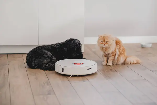 ginger cat and dog with robot vacuum cleaner, smart home system, copy space