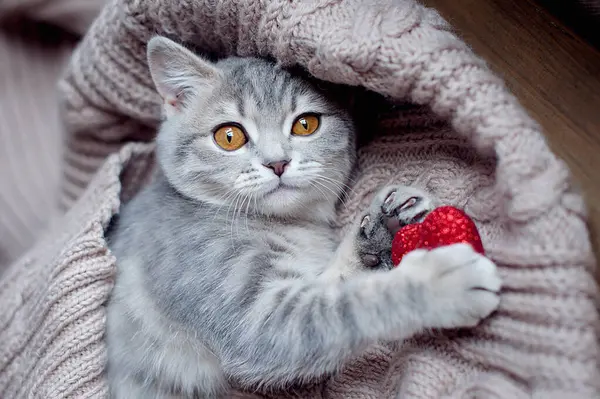 Γάτα Του Αγίου Βαλεντίνου Μικρό Ριγέ Γατάκι Γκρι Κουβέρτα Κόκκινες — Φωτογραφία Αρχείου