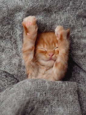 Cute little ginger kitten sleeps on fur white blanket