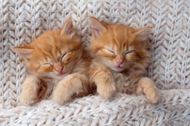 Sevimli küçük kırmızı kedicikler beyaz kürk battaniyesinde uyurlar.