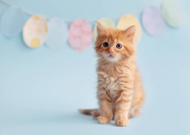 Easter concept. Kitten on a pink background with Easter eggs