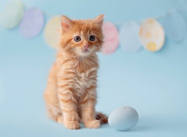 Easter concept. Kitten on a pink background with Easter eggs