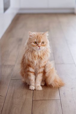 Cute little ginger kitten sleeps on fur white blanket